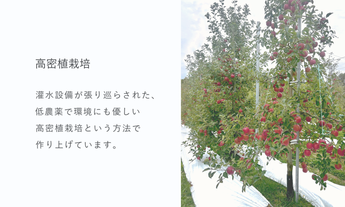 NO03 浪岡産サンふじ特選超大玉3㎏【N】 | いたがきネットショップ